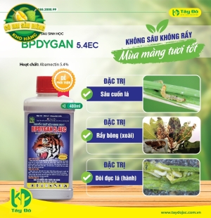 BPDYGAN 5.4EC