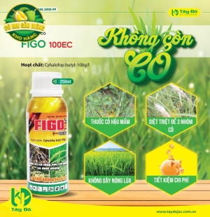 FIGO 100EC