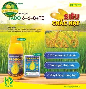 TADO 6 – 6 – 8 +TE